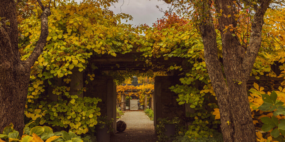 fall (42)